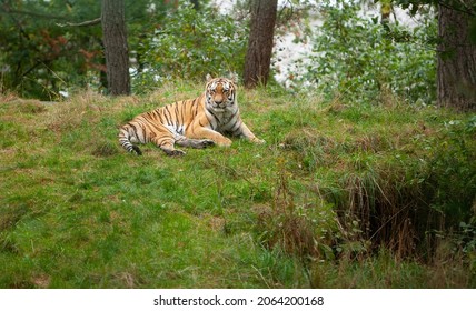 Tiger In Zoo, Kristiansand, Norway