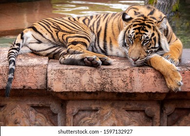 Tiger In Zoo Laying Down