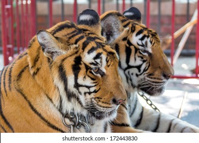 Tiger In The Zoo Thailand