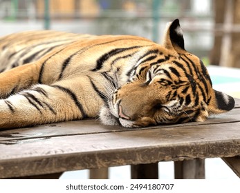 tiger in the zoo.Siberian Tiger in the wilderness on green background.beautiful tiger in a cage resting and sleeping.Pattaya tiger park - Powered by Shutterstock