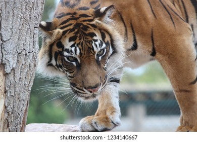 Tiger At ZSL London Zoo