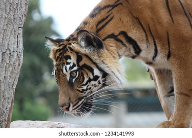 Tiger At ZSL London Zoo