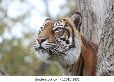 Tiger At ZSL London Zoo