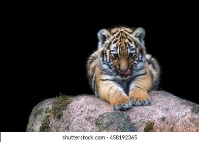 Tiger-baby on isolated black background