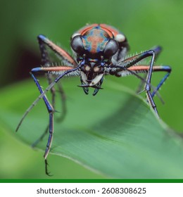 Tigerbeetle, location Jember east java Indonesia, take on January 25, 2025; 08.22 AM