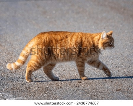 Tiger-colored cat walking on the road