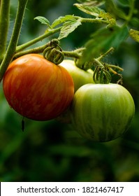 Tigerella tomatoes in permaculture garden