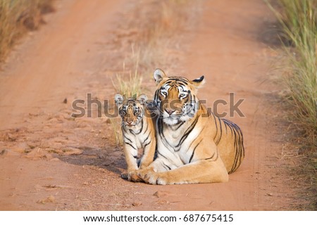 Tigeres with Cub