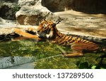 Tigers