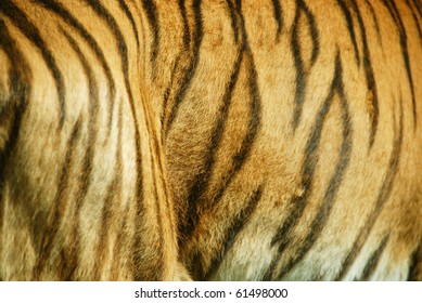 149 Swimmer Tiger Images, Stock Photos & Vectors | Shutterstock