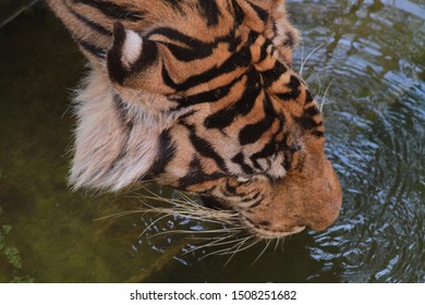 Tigers Animals Belonging Chordata Phylum Vertebrate Stock Photo (Edit