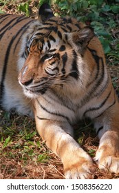 82 Harimau malaya Images, Stock Photos & Vectors | Shutterstock