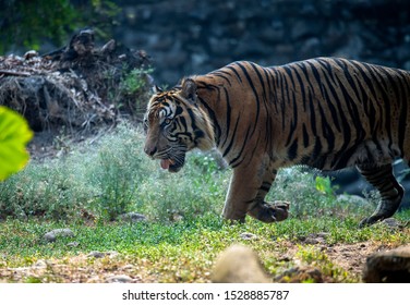 Tiger National Park Stock Photo (Edit Now) 1224957730