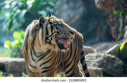 Tigers Animals Belonging Phylum Chordata Vertebrate Stock Photo ...