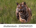 Tigers Of Bandhavgarh National Park