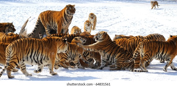 Tigers In The Fighting Over