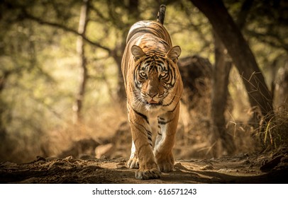 Tigers Of India