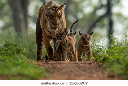 Tigers Of Kanha