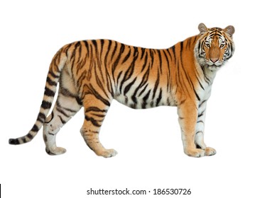 Tiger sind in der Natur des Landes.