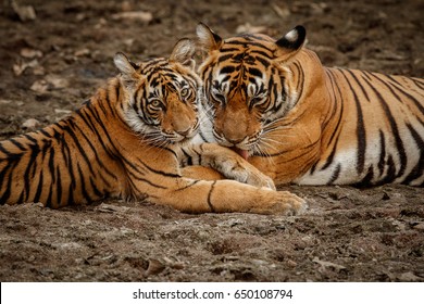 Elegant Mature Bengal Tiger Beautiful Stripe Stock Photo (Edit Now ...