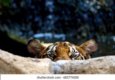 Tigers play time 