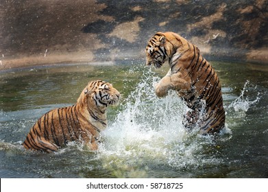 tigers play in the water - Powered by Shutterstock