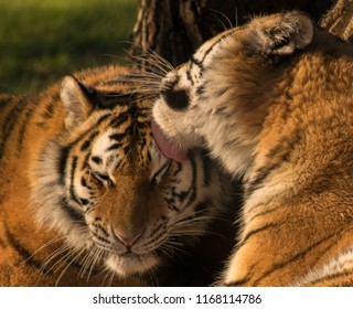 Portrait Malayan Tiger Cub Stock Photo (Edit Now) 1063279796