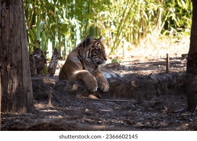 Tigers are powerful hunters with sharp teeth, strong jaws and agile bodies. - Shutterstock ID 2366602145