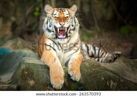Tigers roar sleeping on rocks.