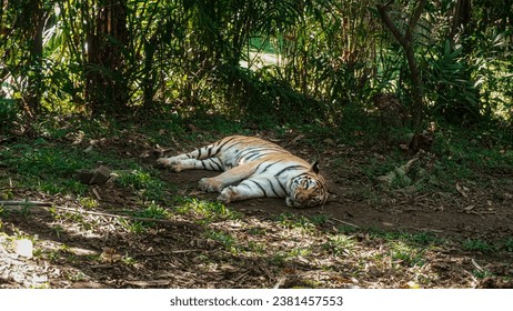 Tigers sleep on their backs during the day under sunlight very soundly - Powered by Shutterstock
