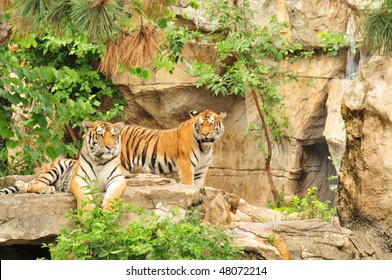 Tigers At St Louis Zoo