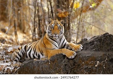 Tigers in Tadoba National Park, Maharashtra, thrive in a diverse habitat of dense forests and bamboo thickets. This reserve, rich in wildlife, offers a vital sanctuary for these majestic predators. - Powered by Shutterstock