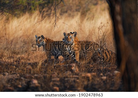 tigers with two cubs in golden light 
