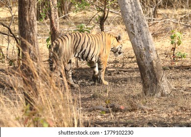 Tigers Walk Dens Foresttipeshwar Wildlife Sanctuary Stock Photo (Edit ...