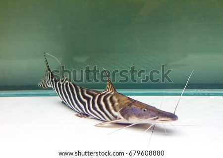 Tigerstriped Catfish (Brachyplatystoma tigrinum)