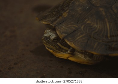 Tight close-up portrait of a small, patterned turtle partially withdrawn into its shell. Moody, low-key lighting highlights the details on a textured, rustic brown background.