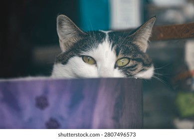 A tight, eye-level macro portrait capturing a domestic shorthair cat peeking out over a dark edge. The cat has a striking bi-color coat featuring a white muzzle and forehead with dark tabby patches over its ears and head. Its vibrant, pale green eyes are wide and focused intensely directly toward the lens. The foreground is partially obscured by a dark, softly blurred barrier, while a shallow depth of field keeps the cat's face in sharp focus against a dark, indistinctly layered background.
