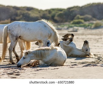 Tight herd of White Camargue Horses resting on the sand of the beach after a run on the waves in Parc Regional de Camargue - Provence, France 