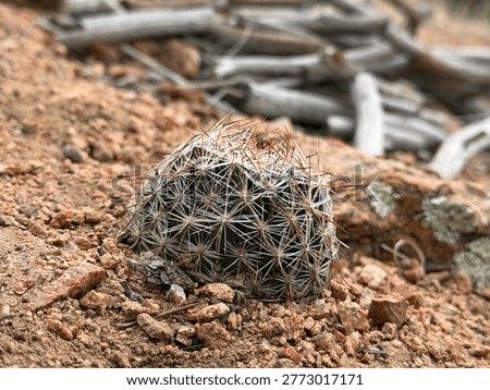 Tight macro focus on a three inch diameter spiny star cactus, growing on a mountain slope. Out of focus dead wood in the background. Santa Fe NM 2026