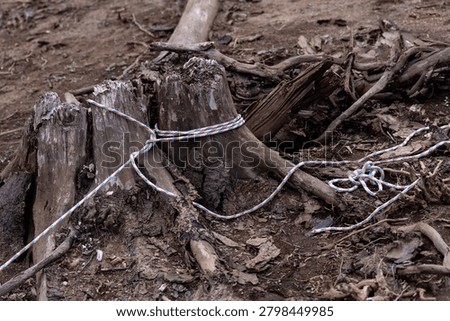 Tight multicolored rope securing tree stumps on forest ground, suggesting improvised boat‑tying setup