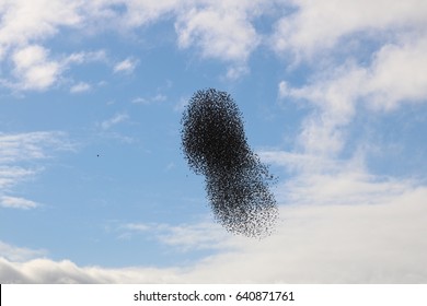 Tight Murmuration Of Starlings