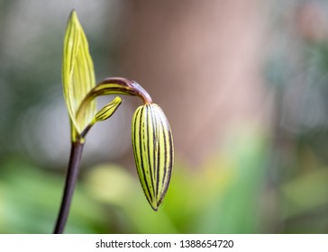 A Tight Orchid Flower Bud Hands In An Elegant Swoop. The Plant Is A Paphiopedilum Rothschildianum (