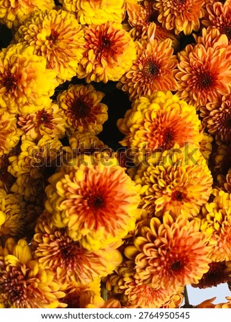 A tight, top-down perspective of a dense cluster of chrysanthemums. This shot emphasizes a gradient of color, where the outer petals are a bright golden-yellow while the centers transition into a deep, burnt orange. The repetitive pattern of the pointed petals creates a complex, tapestry-like floral texture that fills the entire frame, showcasing a warm, autumnal aesthetic.