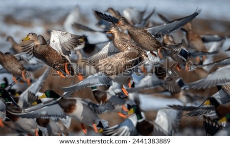 Tightly cropped image of la arge group of ducks taking off and flying