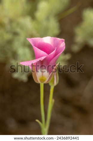 Tightly Woven Petals of Pink Sego Lily in Zion