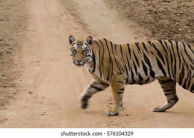 Tiger Den High Res Stock Images Shutterstock