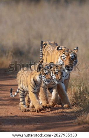 tigress with cubs in Indian forest