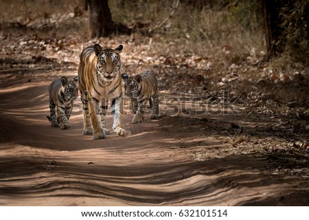 tigress with cubs. tiger mother and her cubs