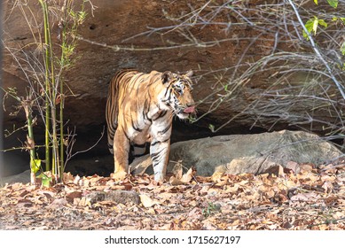 157 Tiger den Images, Stock Photos & Vectors | Shutterstock