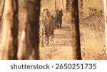 Tigress with its four subadult cubs in Umred Karhandla Wildlife Sanctuary, Nagpur, Maharashtra ,India